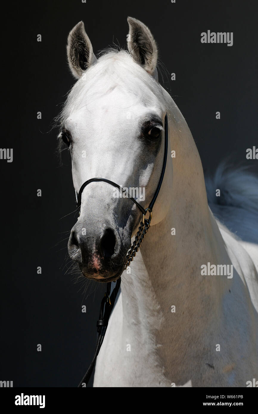White Arabian Horse, Hengst mit showholster Stockfoto