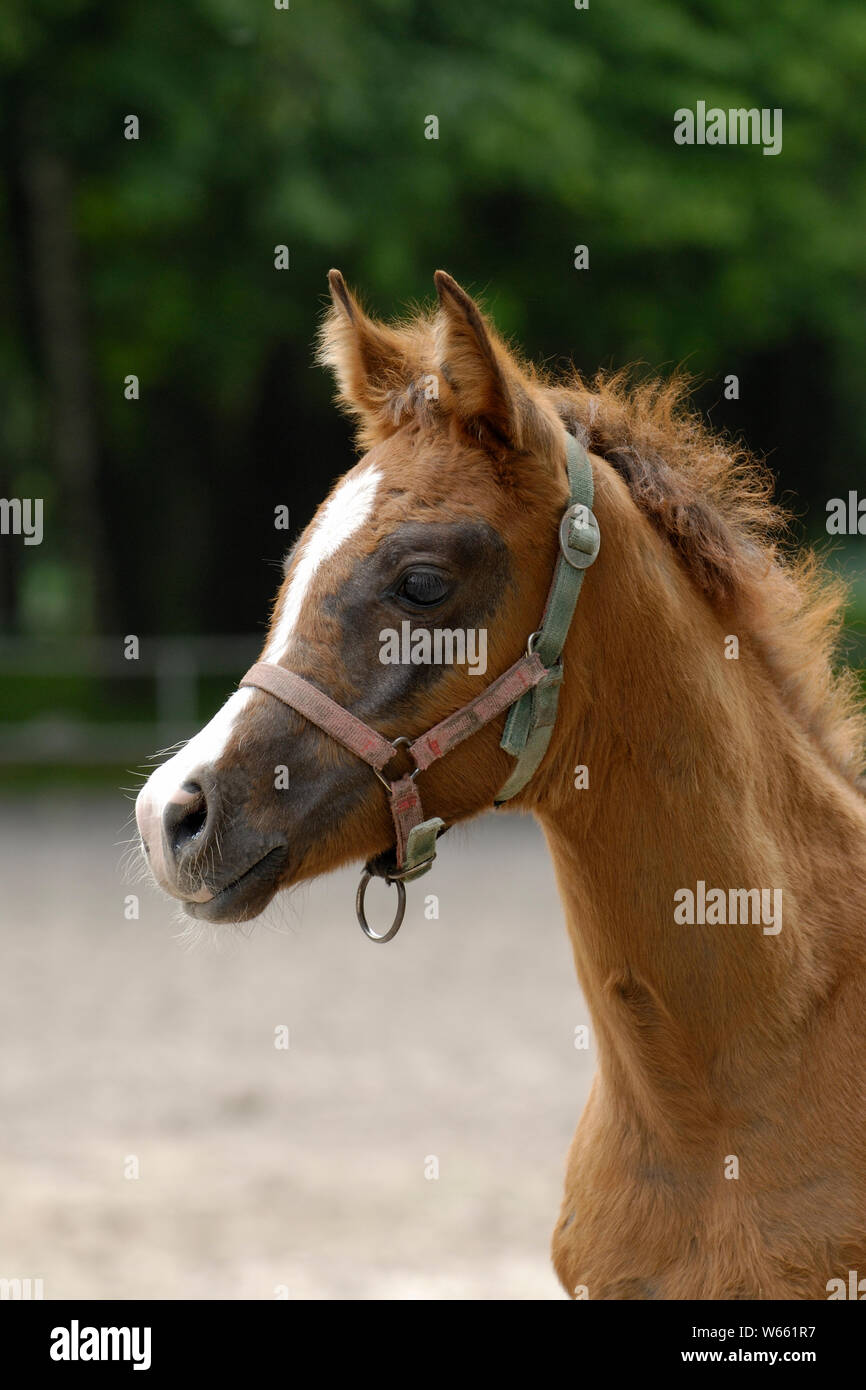 Chestnut arabische Pferd, Stute in der Mauser Stockfoto