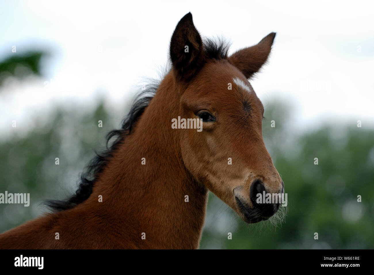 Anglo-Arab Pferd Fohlen Stockfoto