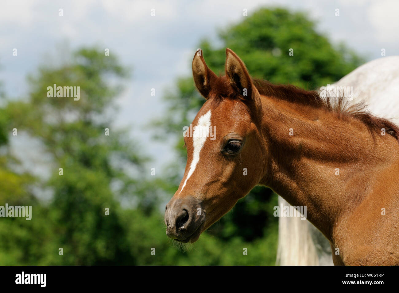 Arabian Horse, kastanie Stutfohlen Stockfoto