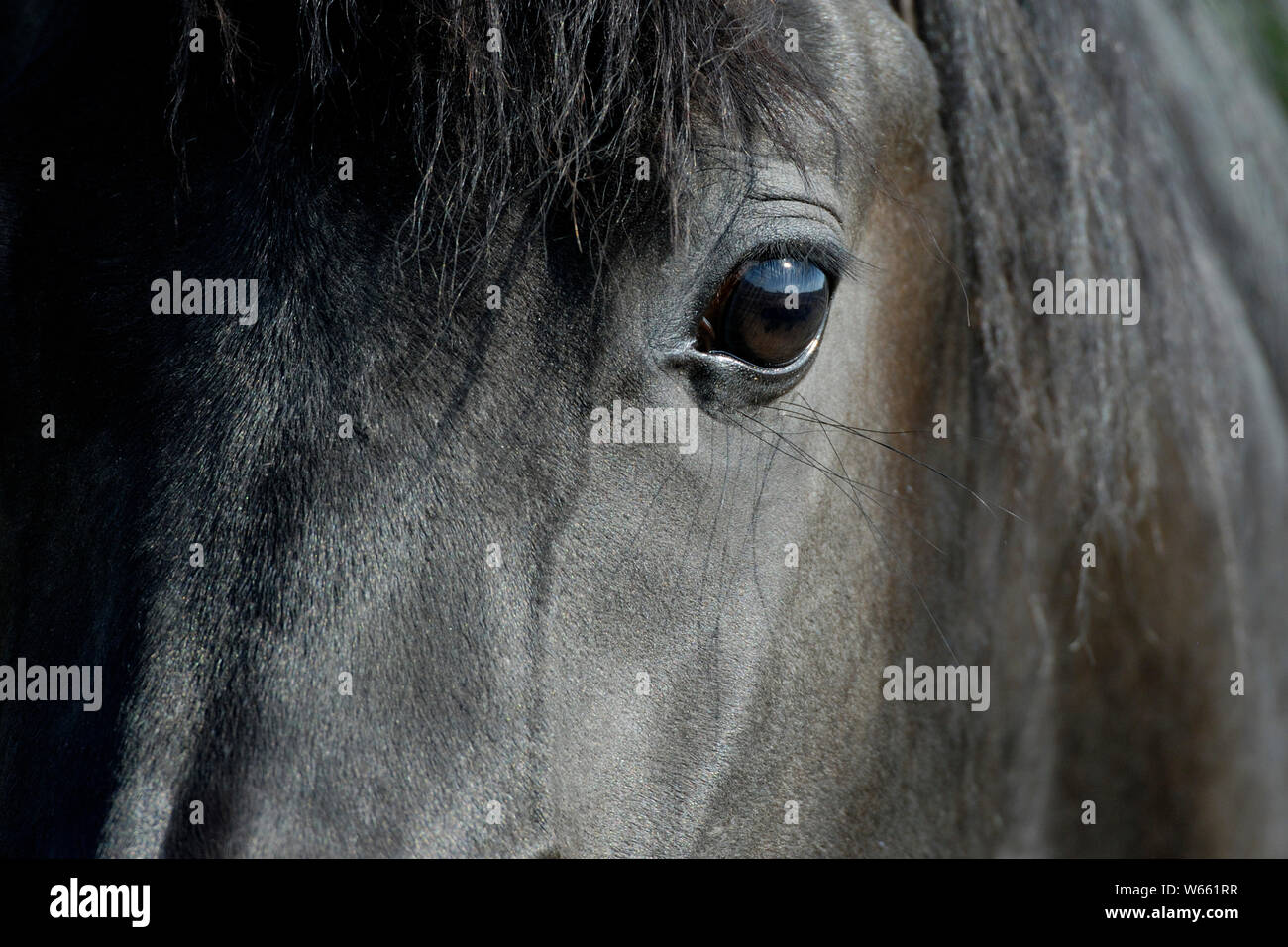 Arabian Horse, schwarze Mare Stockfoto
