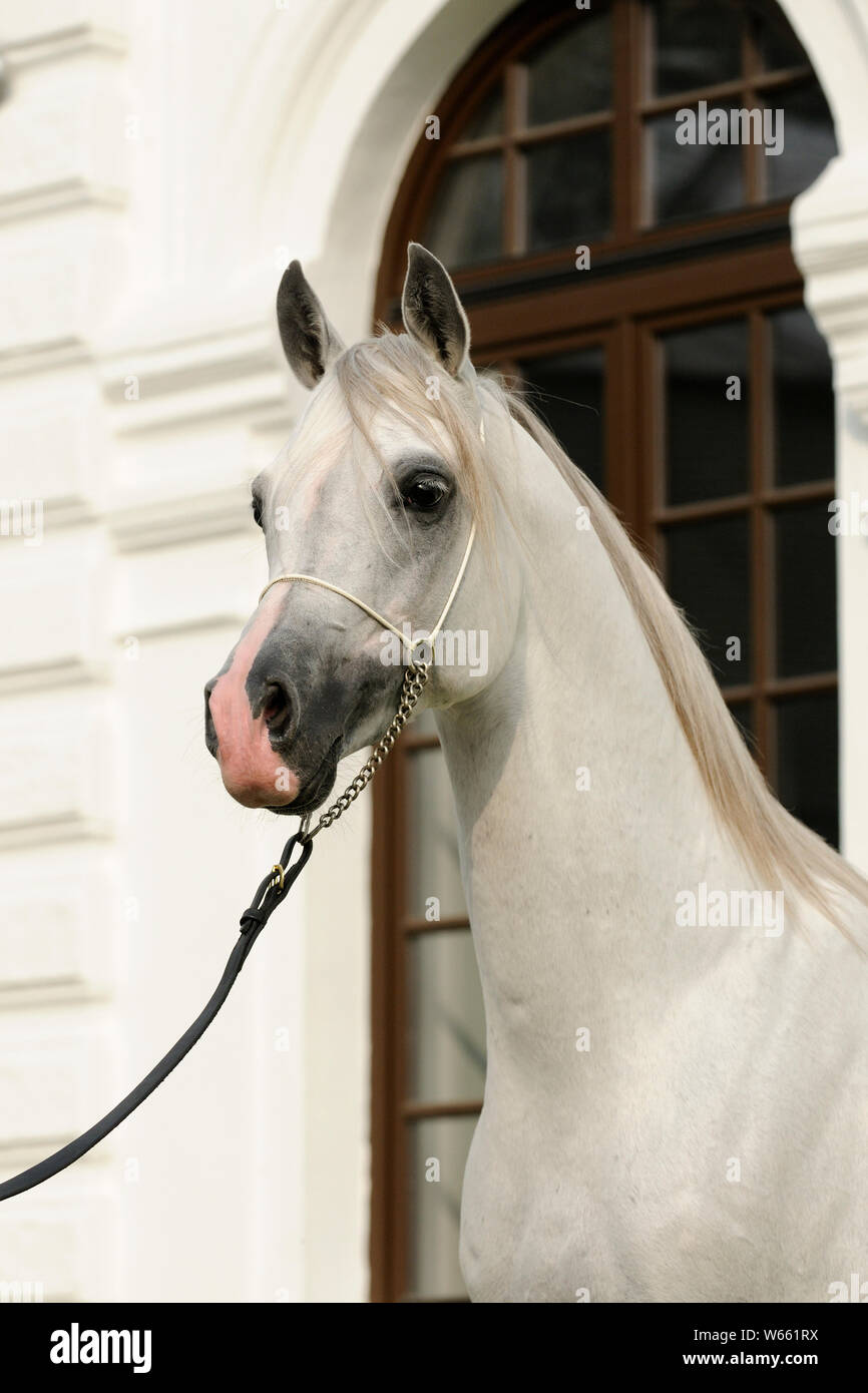 White Arabian Horse, Hengst mit showholster Stockfoto