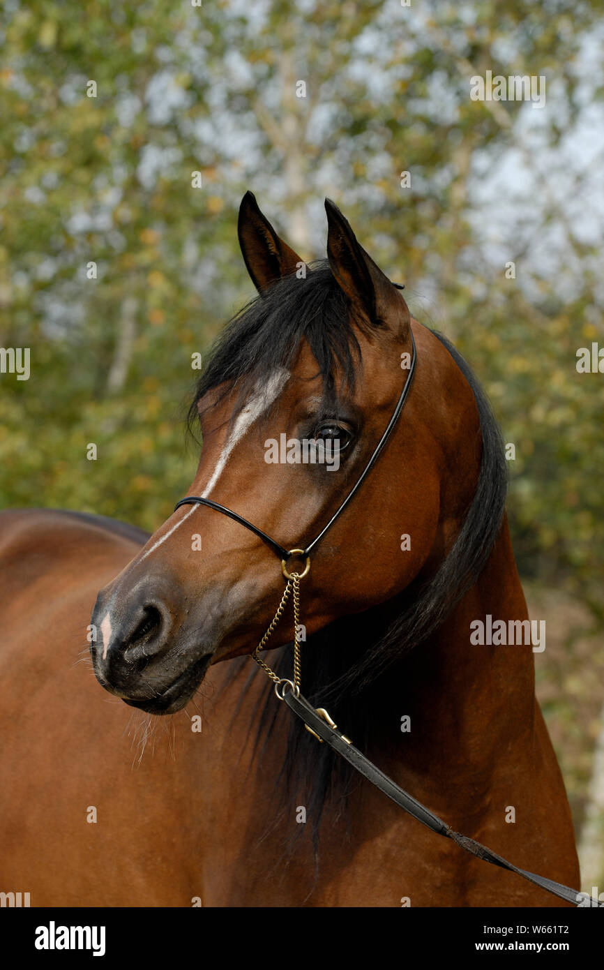 Braun Arabian Horse Stute mit Showholster Stockfoto