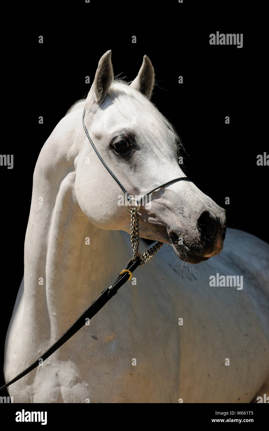 White Arabian Horse, Hengst mit showholster Stockfoto