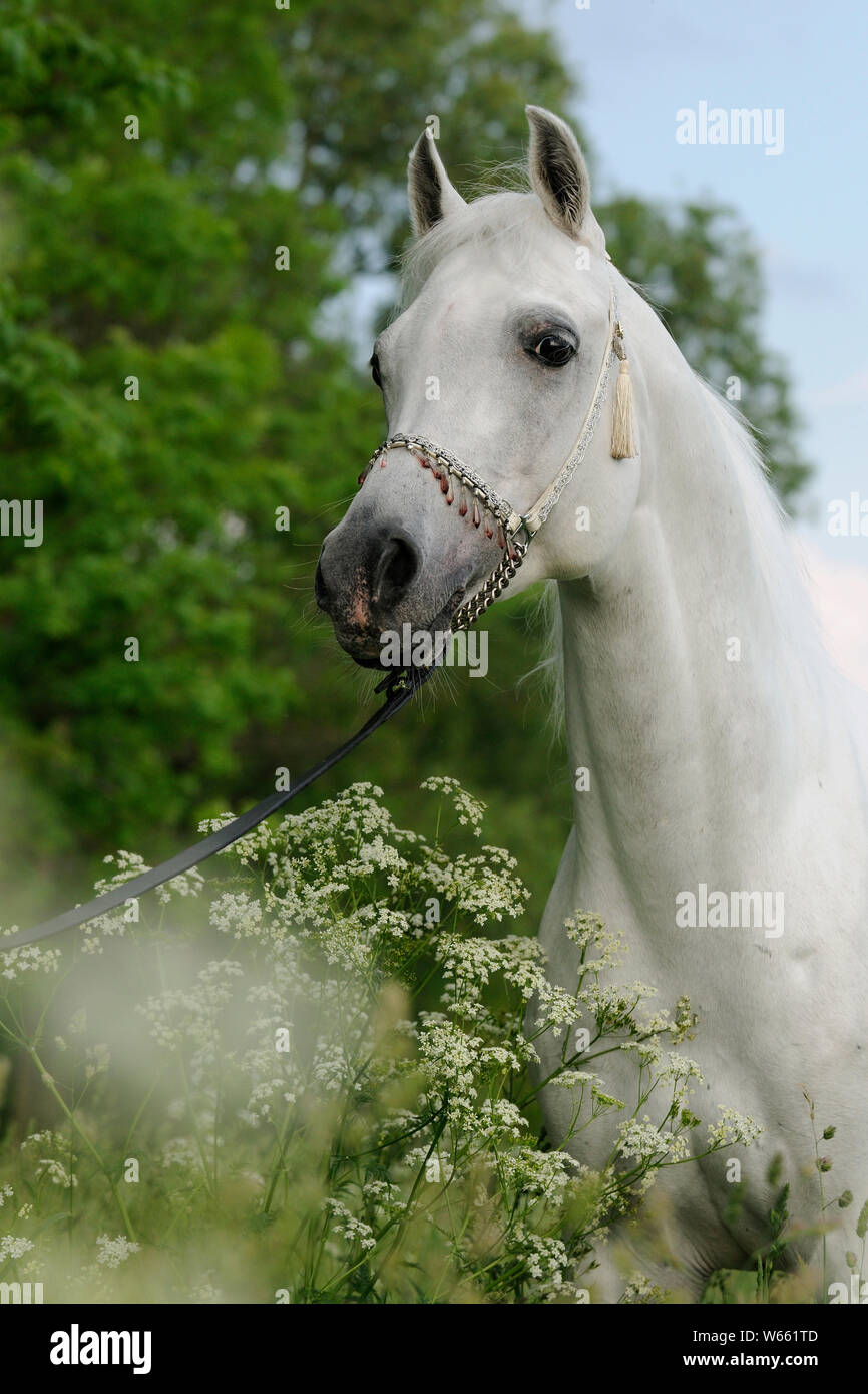 White Arabian Horse, Hengst mit showholster Stockfoto