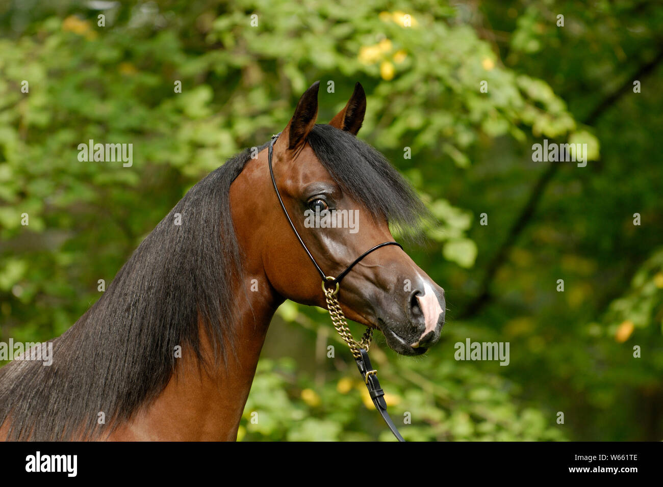 Arabische Pferd, Braun junge Hengst wih showholster Stockfoto