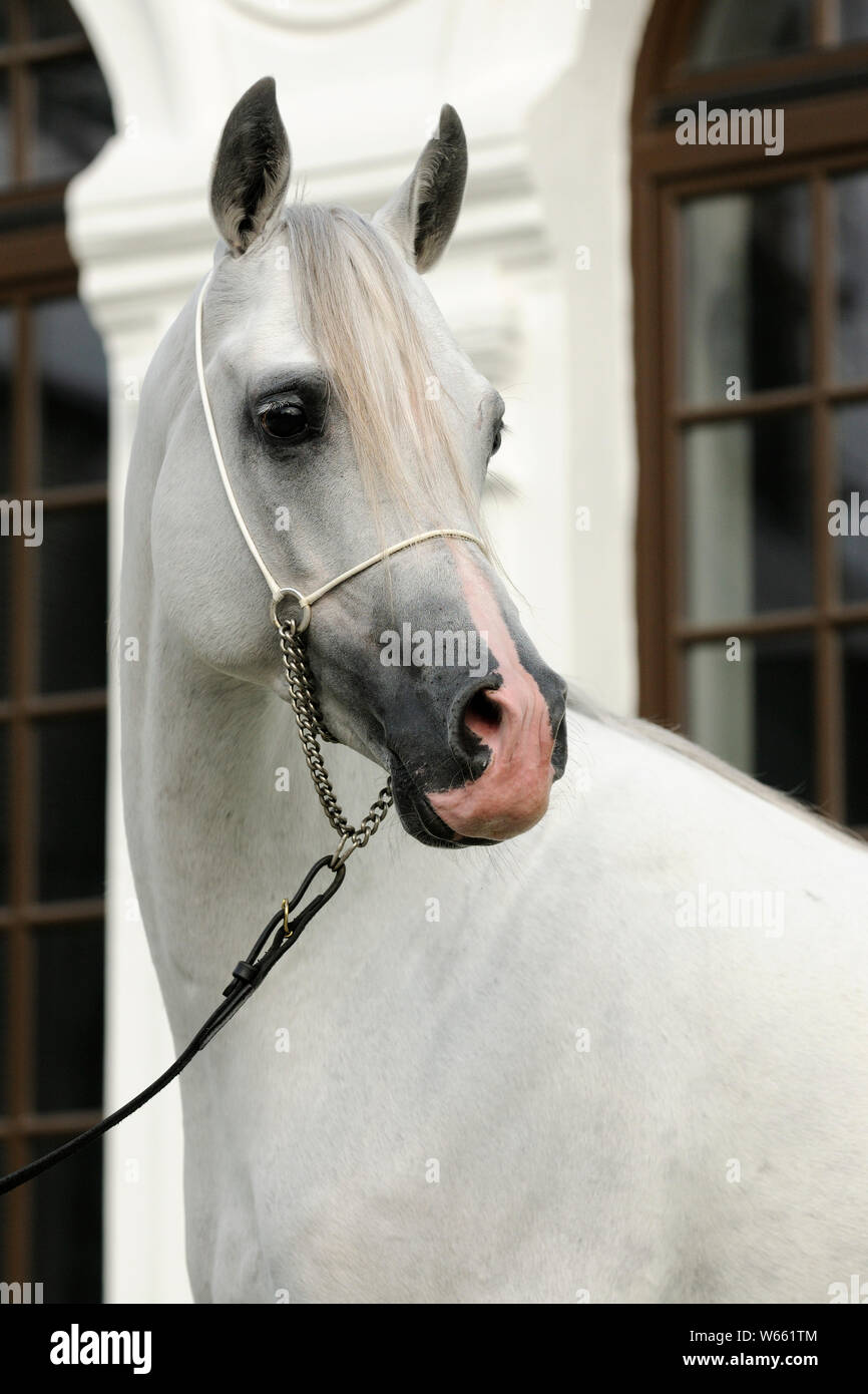 White Arabian Horse, Hengst mit showholster Stockfoto