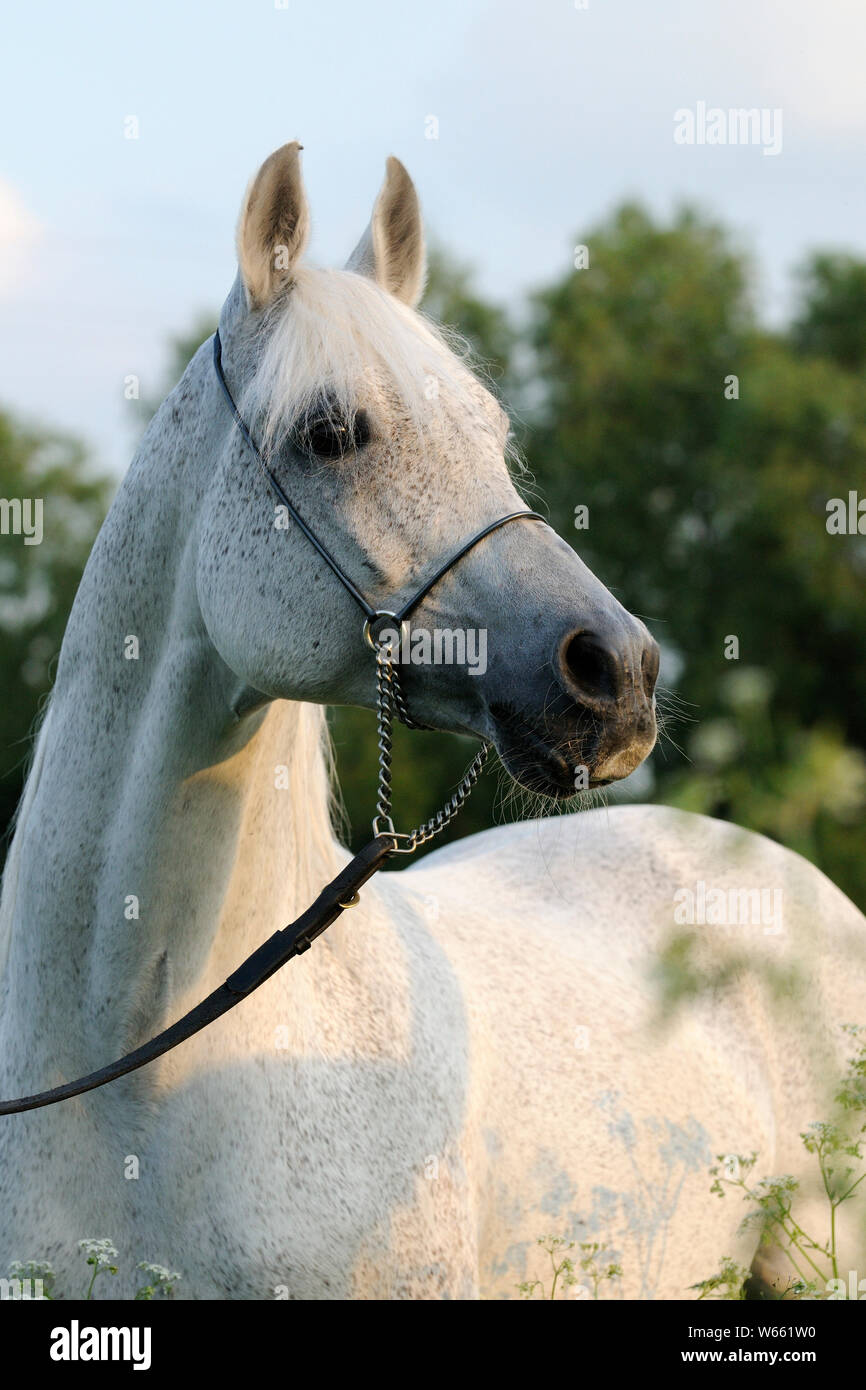 White Arabian Horse, Hengst mit showholster Stockfoto