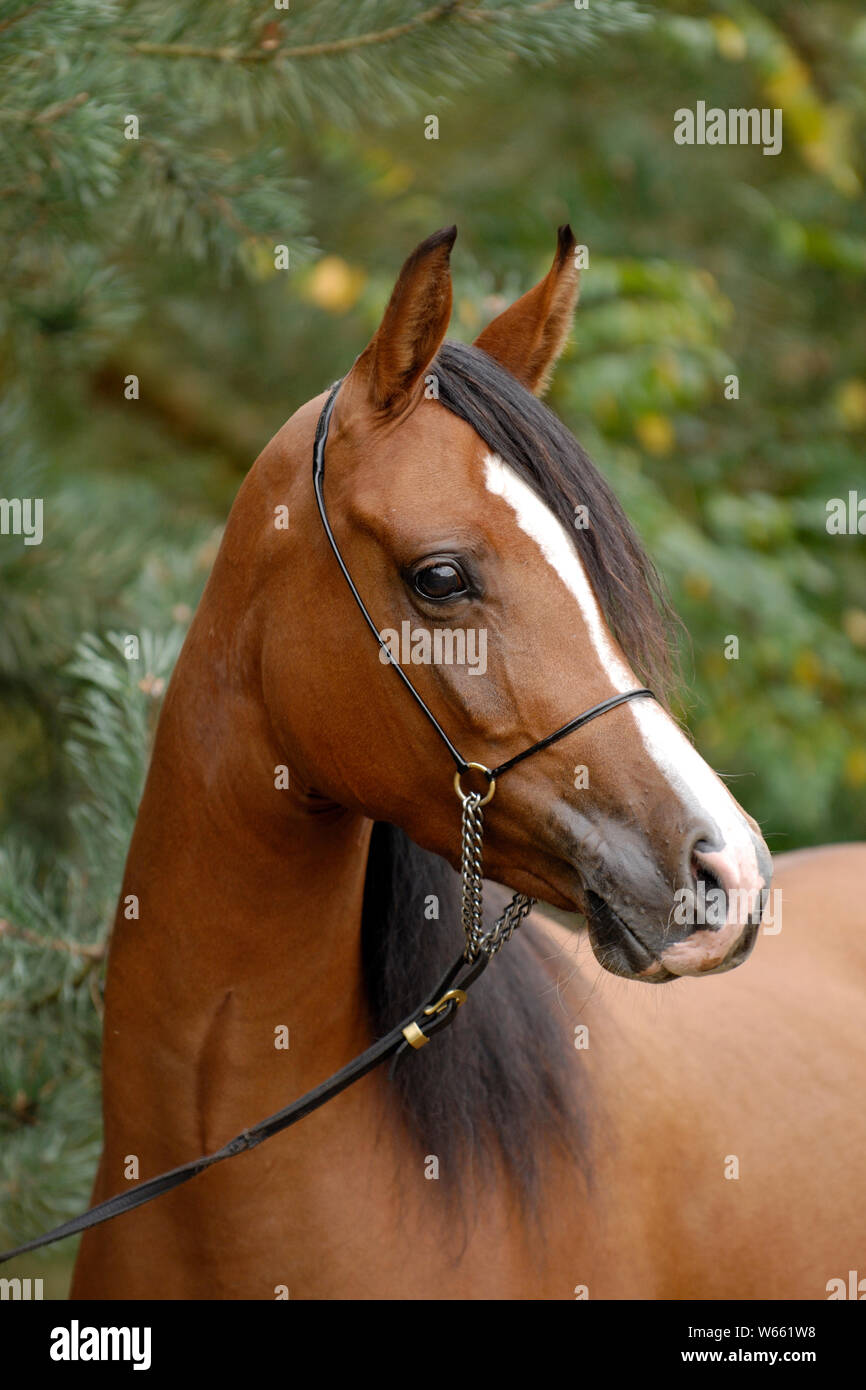 Braun Arabian Horse Stute mit Showholster Stockfoto
