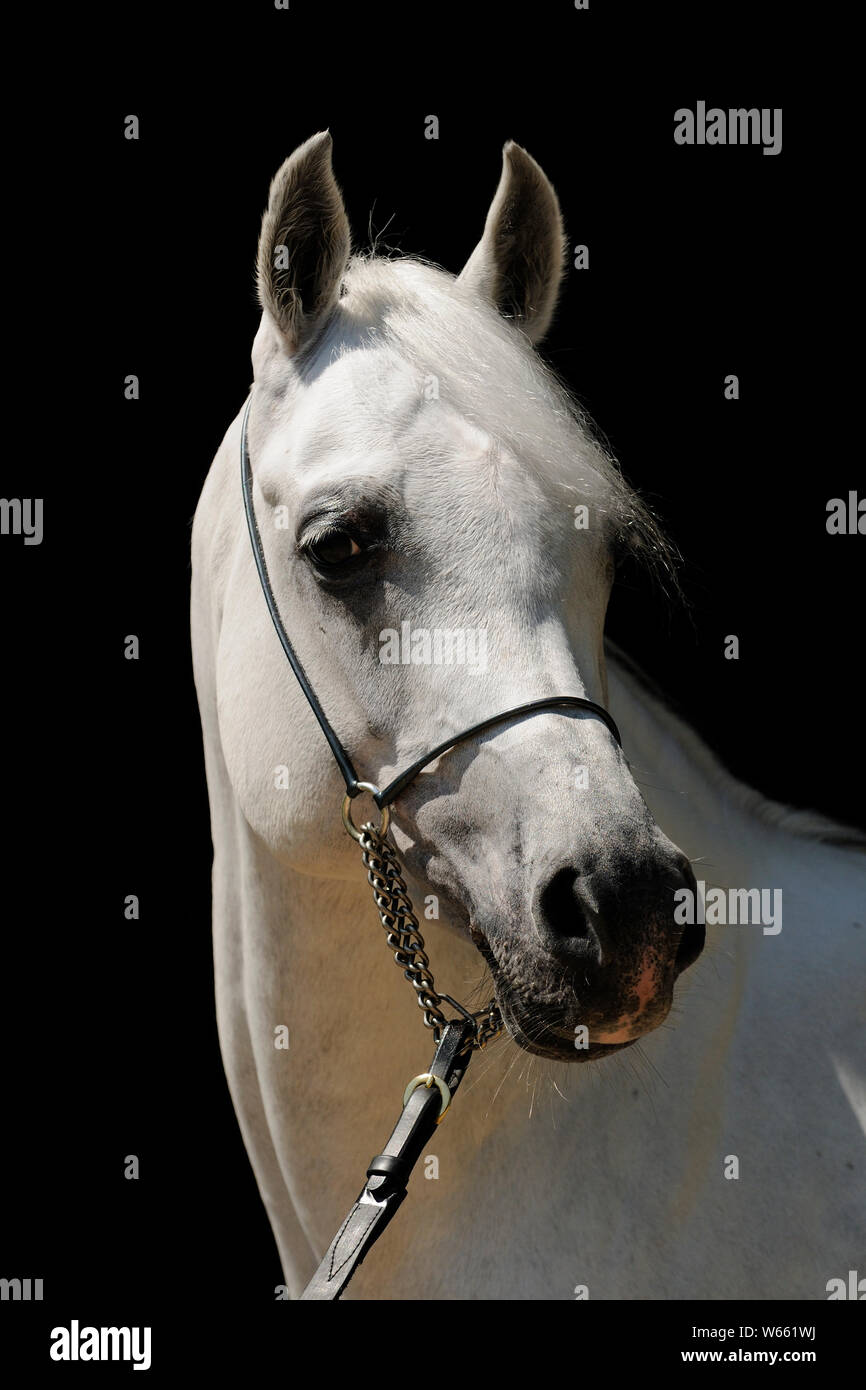 White Arabian Horse, Hengst mit showholster Stockfoto
