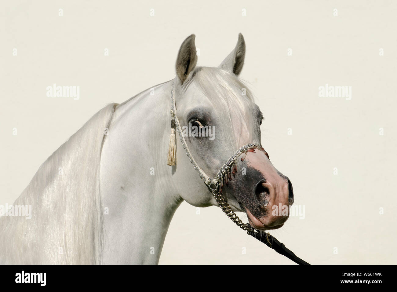 White Arabian Horse Hengst mit Schmuck holster Stockfoto