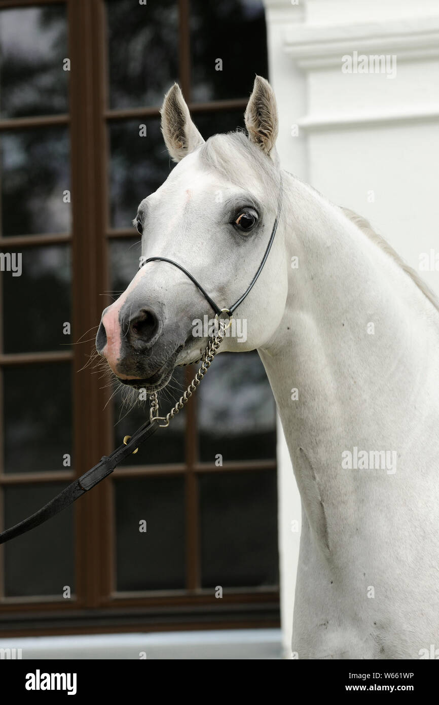 White Arabian Horse, Hengst mit showholster Stockfoto