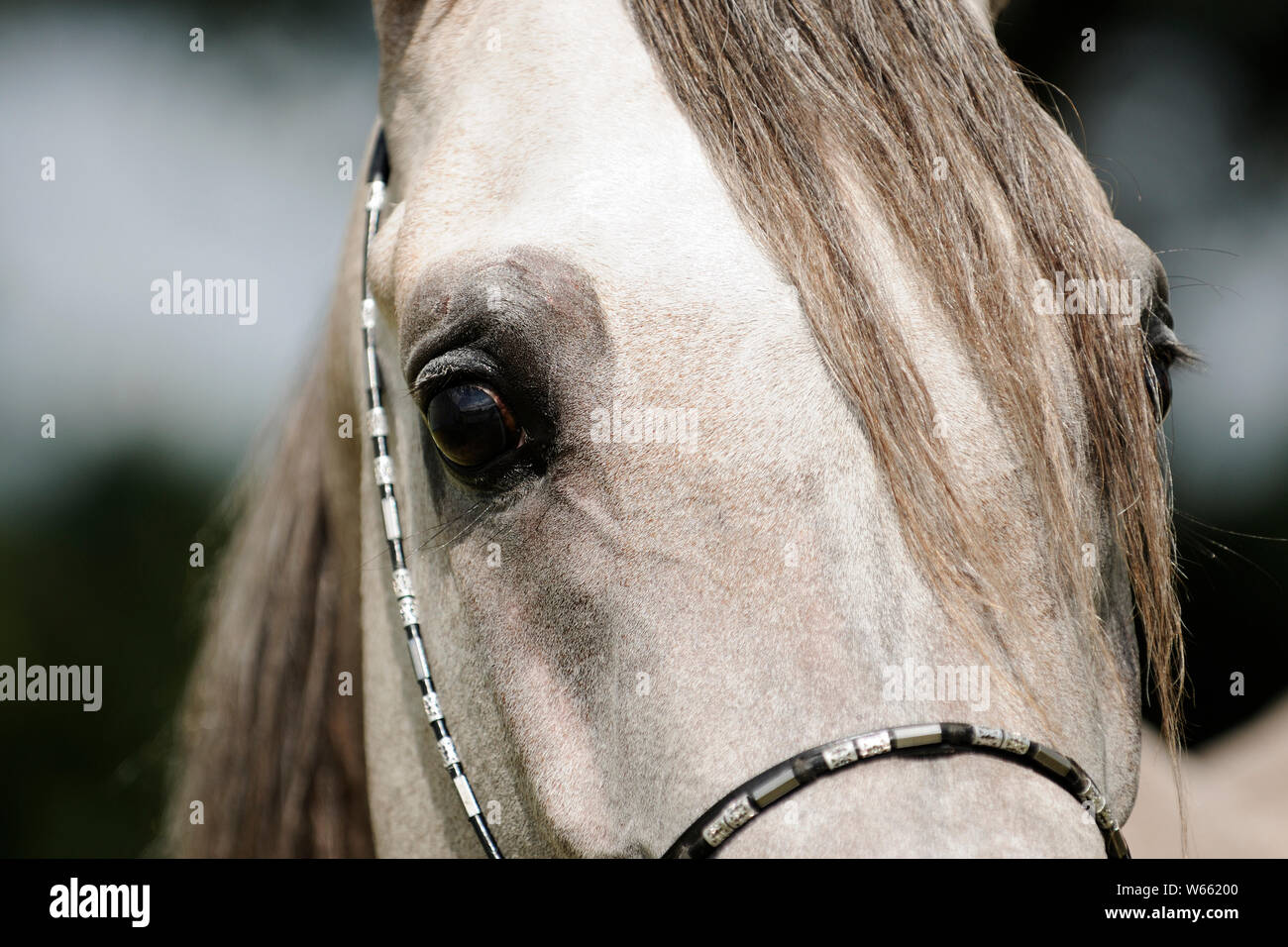 Arabian Horse, Nahaufnahme des Kopfes Stockfoto