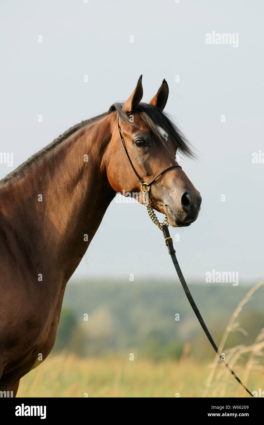 Braun Arabian Horse Stute mit Showholster Stockfoto