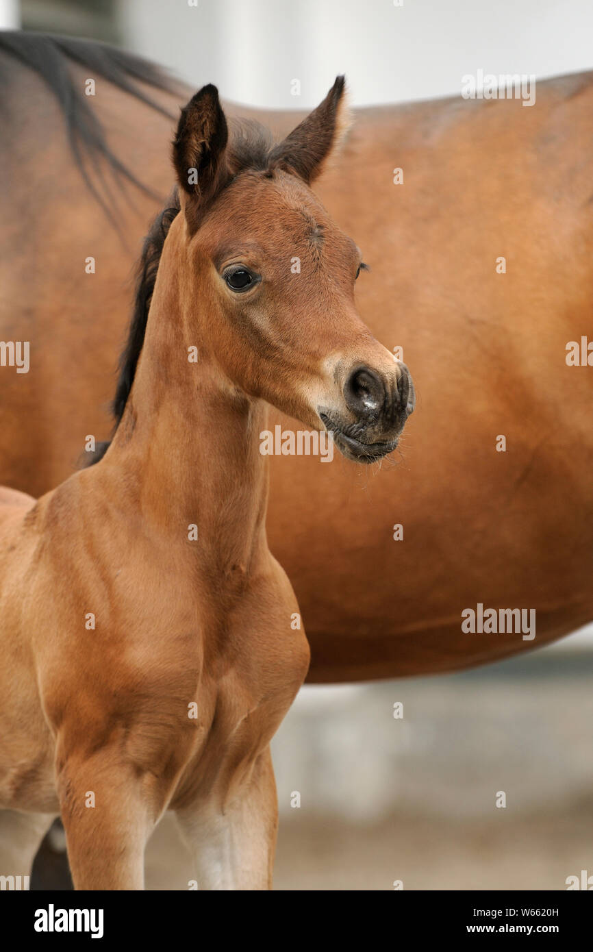 Arabian Horse, Colt neben seiner Mutter Stockfoto