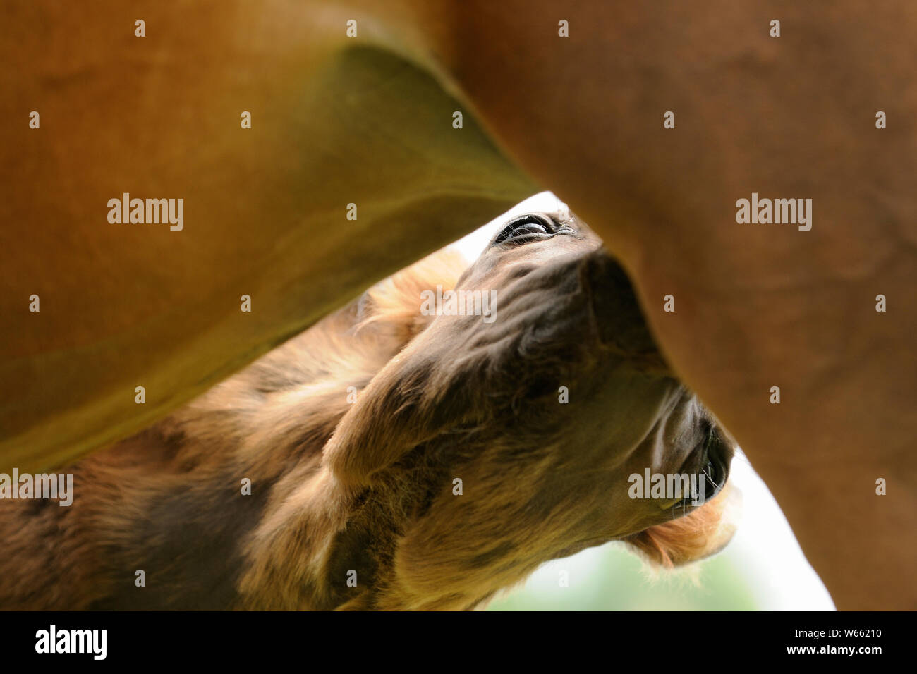 Arabische Pferd, Fohlen säugen von Mare Stockfoto