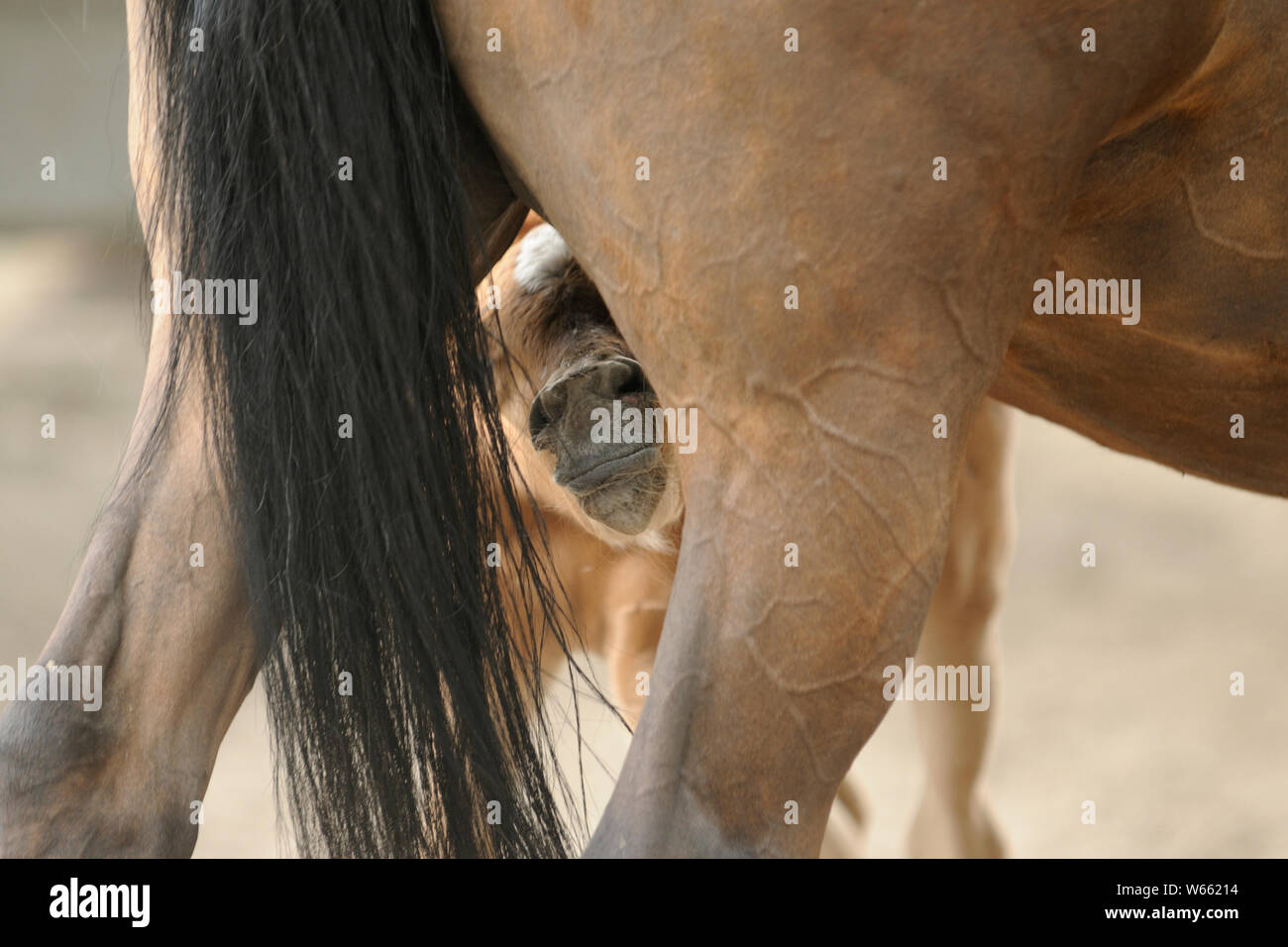 Arabische Pferd, Stute Suche äußern seiner Mutter Stockfoto