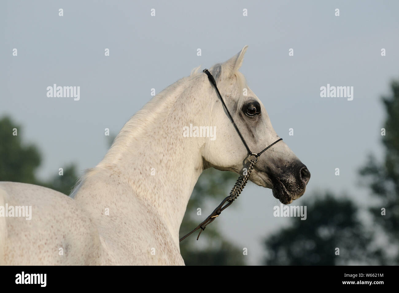 White Arabian Horse, Hengst mit showholster Stockfoto