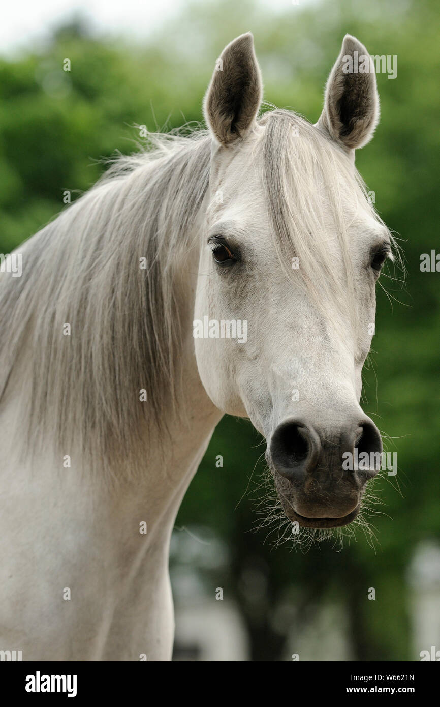 Grau Arabian Horse Mare Stockfoto