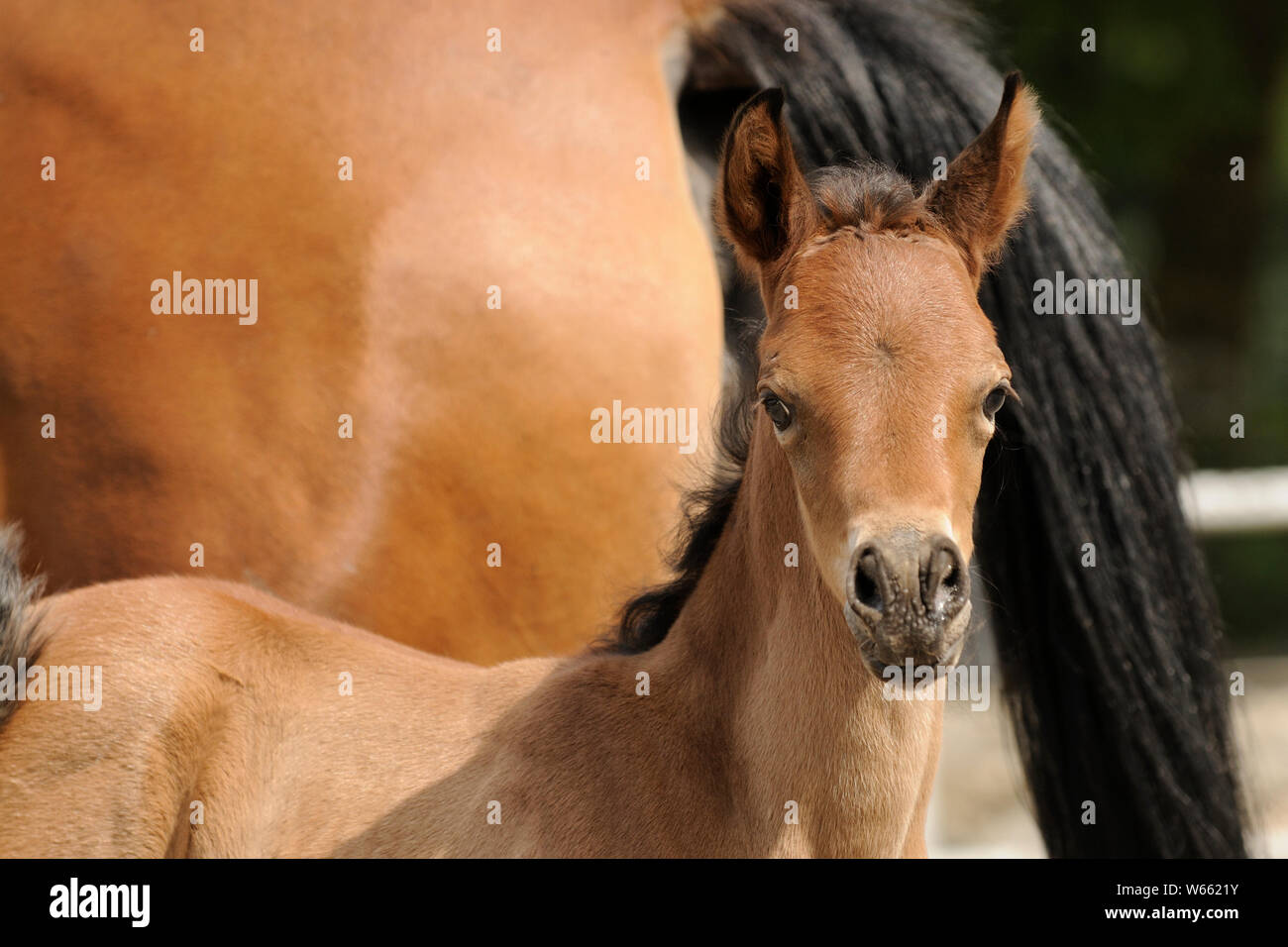 Arabische Pferd, braun Colt Stockfoto