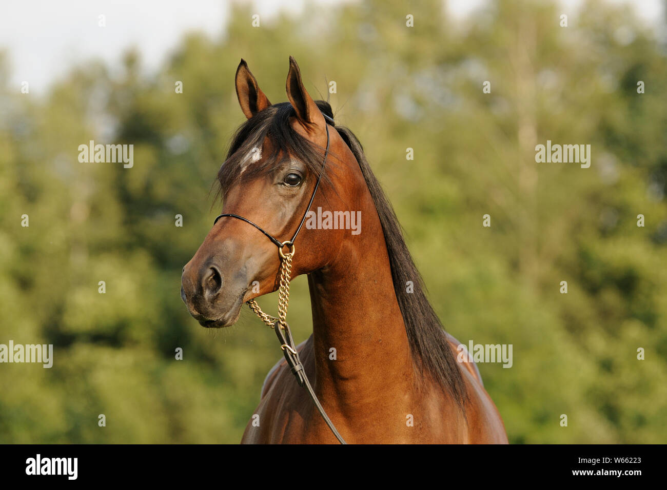 Braun Arabian Horse Stute mit Showholster Stockfoto