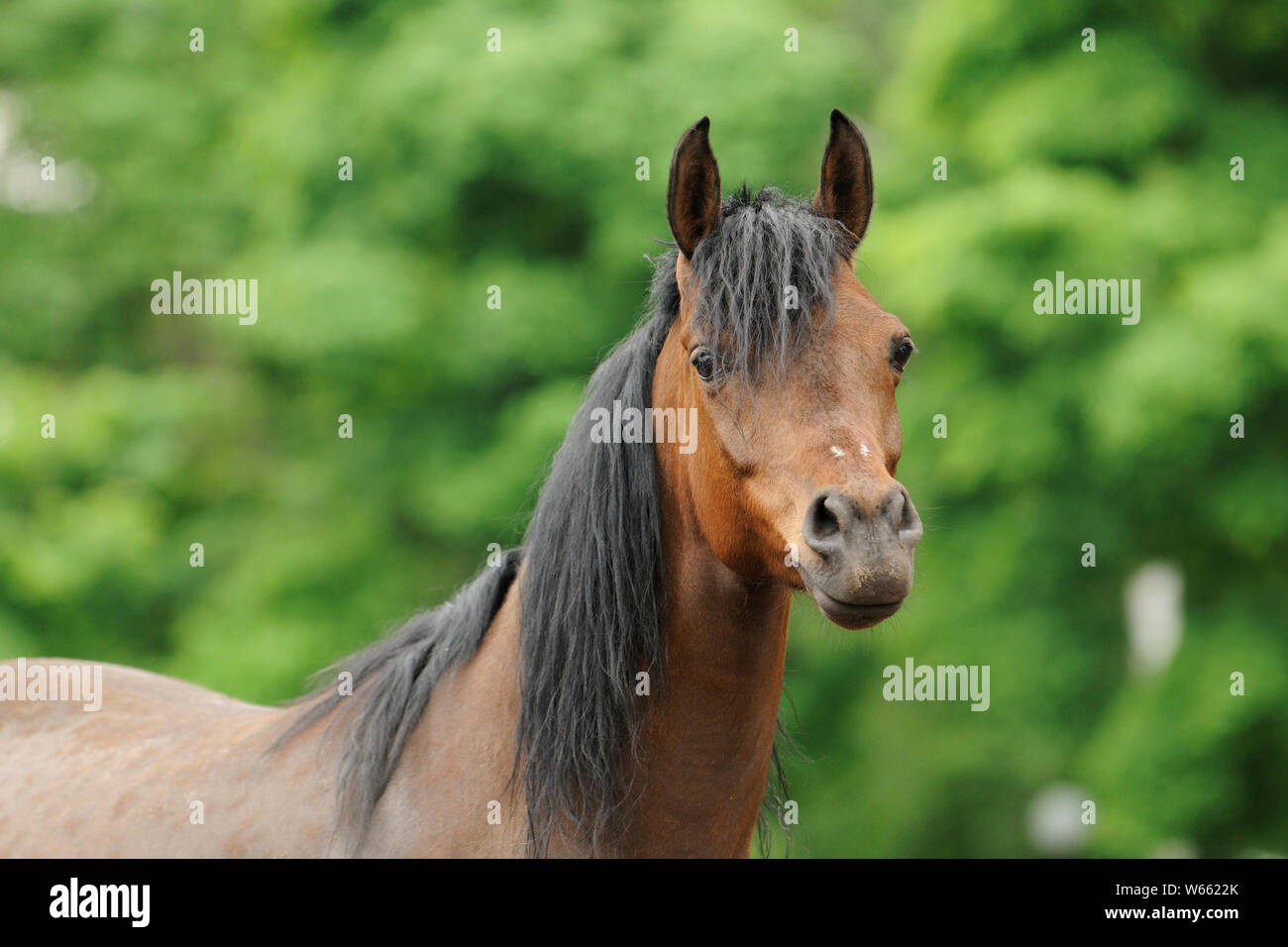 Braun Arabian Horse Mare Stockfoto