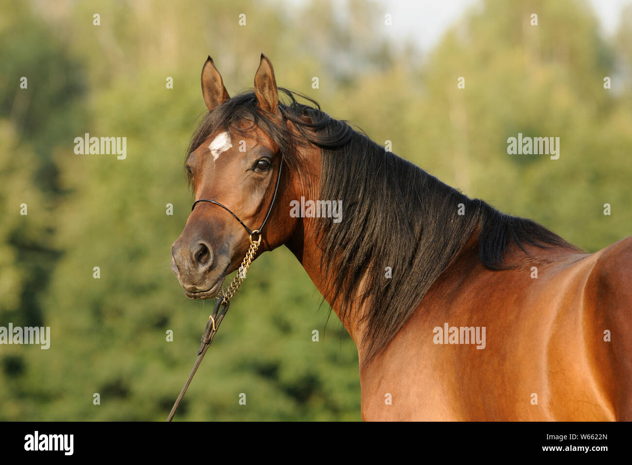 Braun Arabian Horse Stute mit Showholster Stockfoto