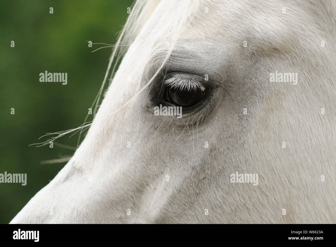 Arabian Horse, White Mare Stockfoto