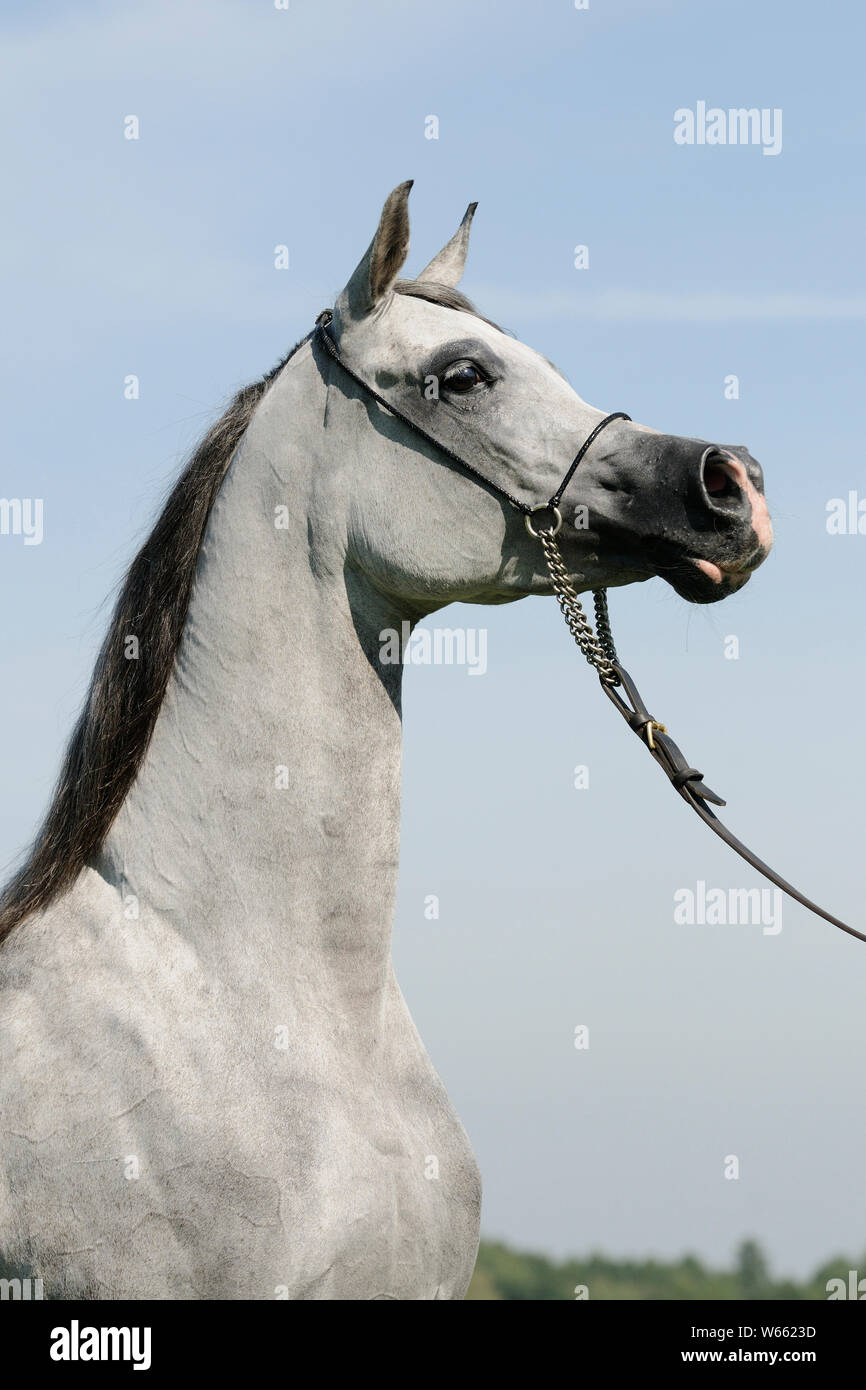 Grau Arabian Horse Stute mit Showholster Stockfoto