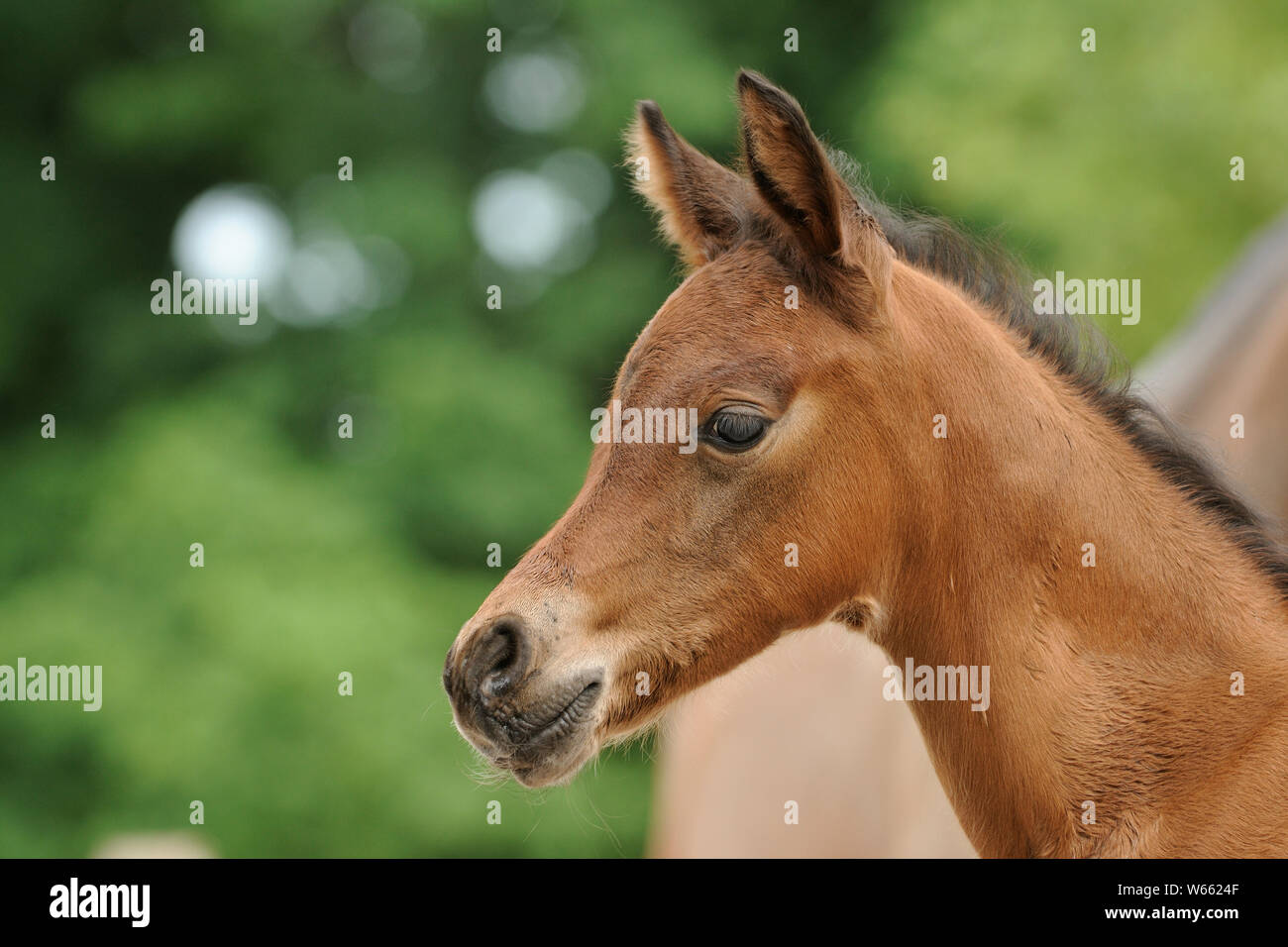 Arabian Horse, Portrait eines braunen Colt Stockfoto