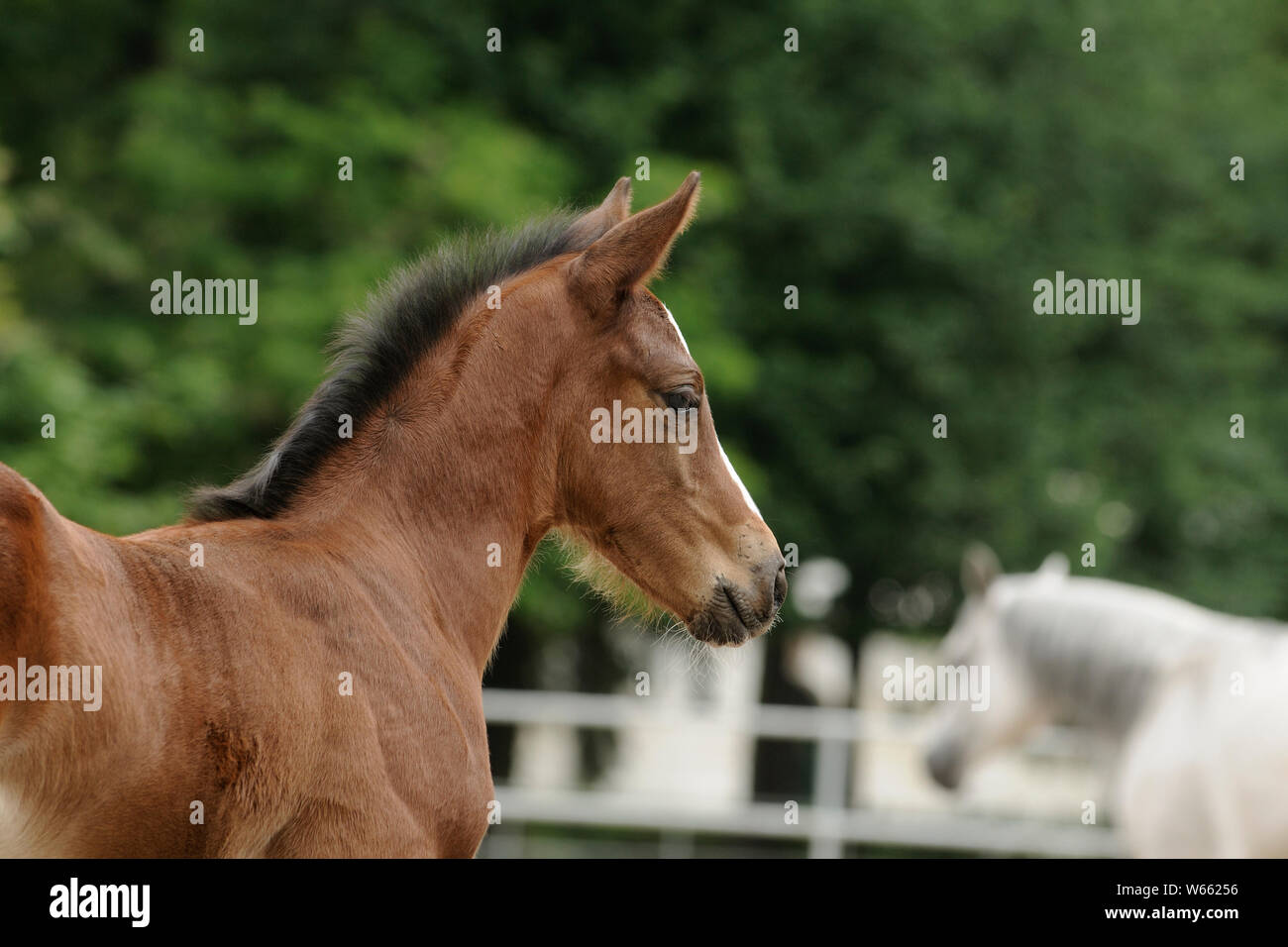 Anglo-Arab Pferd Fohlen Stockfoto