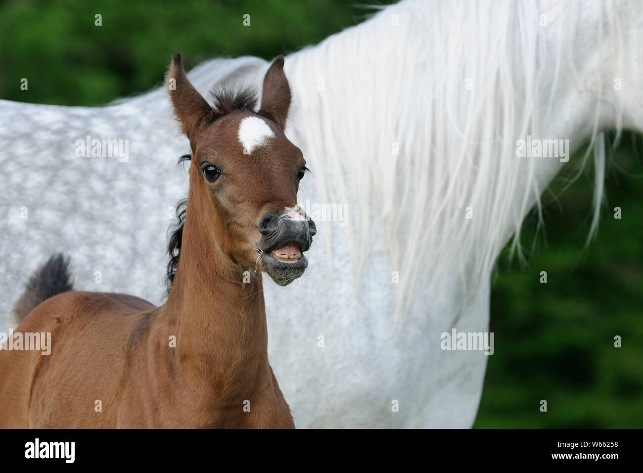 Arabische Pferd, Fohlen flehming Stockfoto