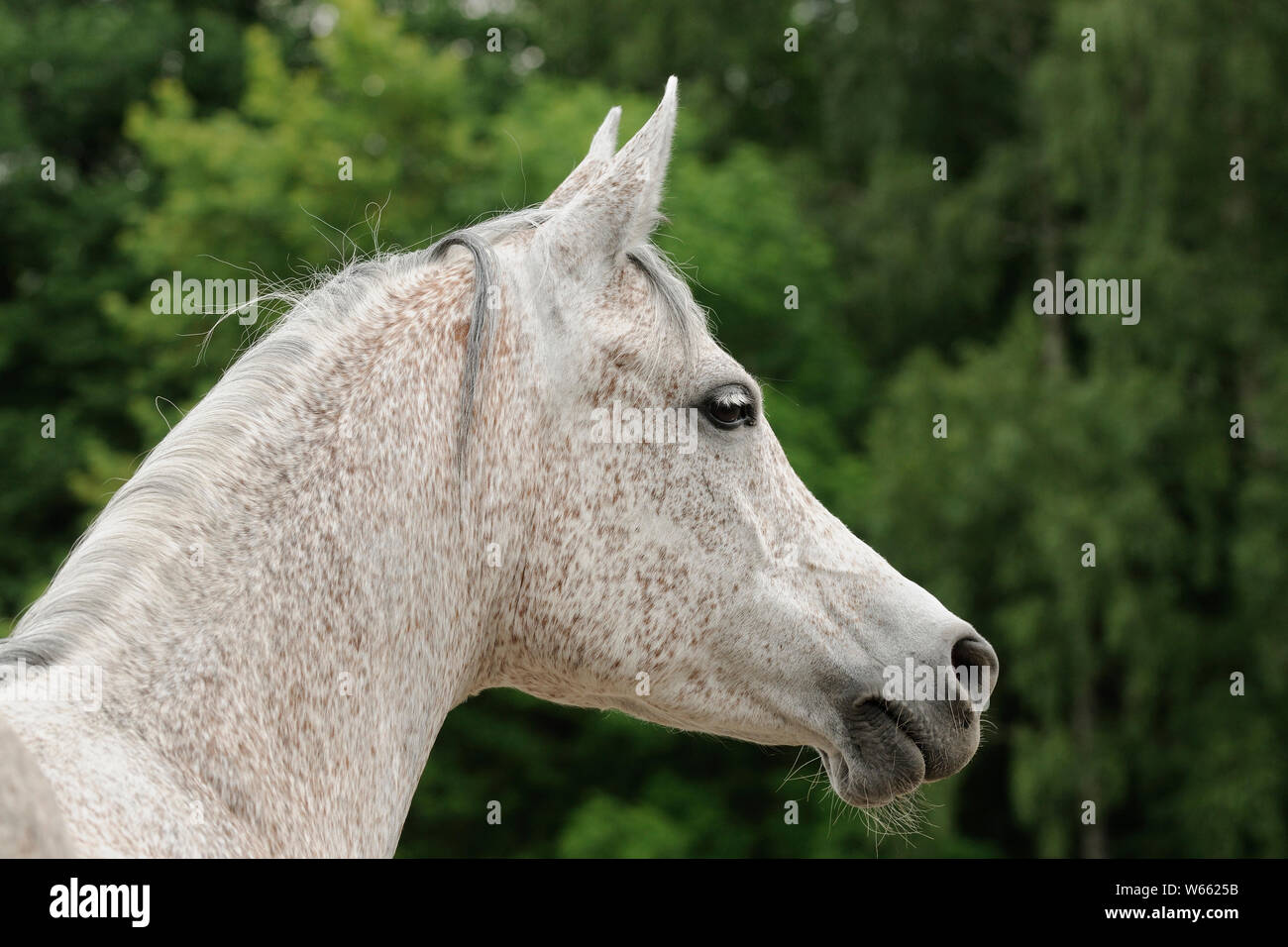 White Arabian Horse Mare Stockfoto