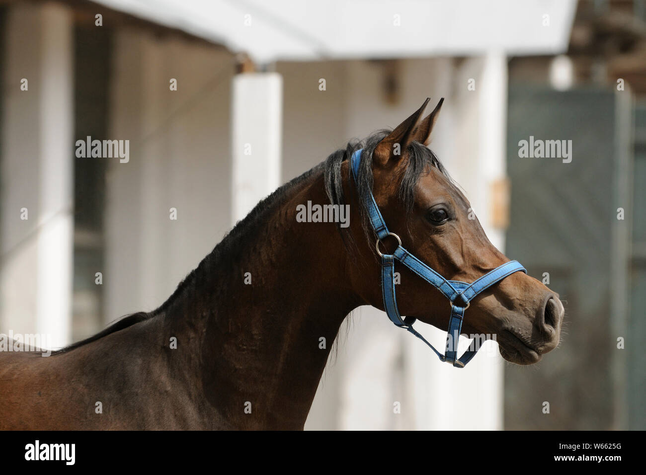 Braun Arabian Horse Mare Stockfoto