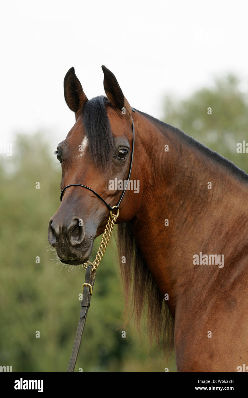 Braun Arabian Horse Stute mit Showholster Stockfoto