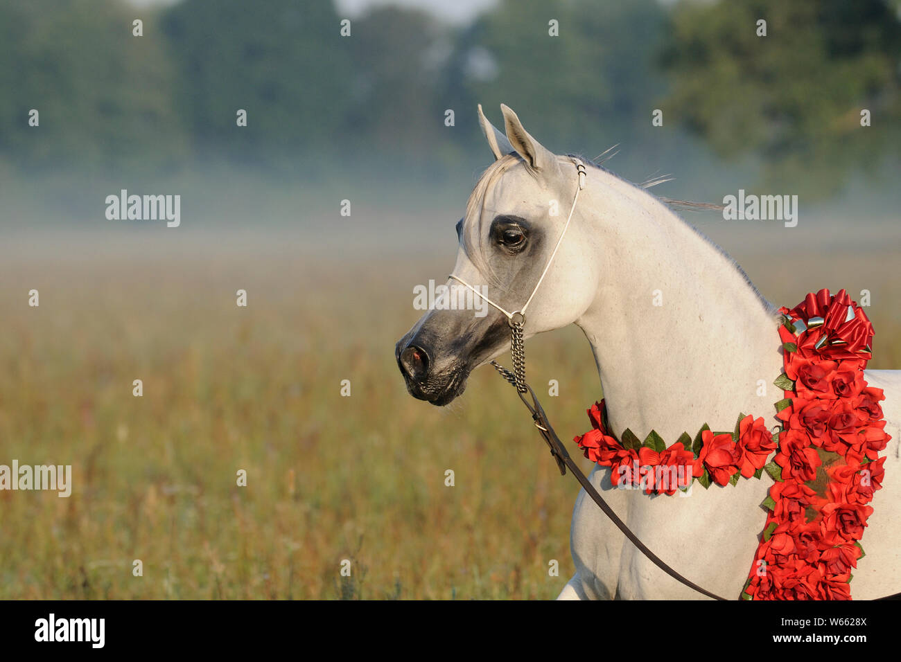 White Arabian Horse Stute mit rot Blumenkranz trottet auf der Weide Stockfoto