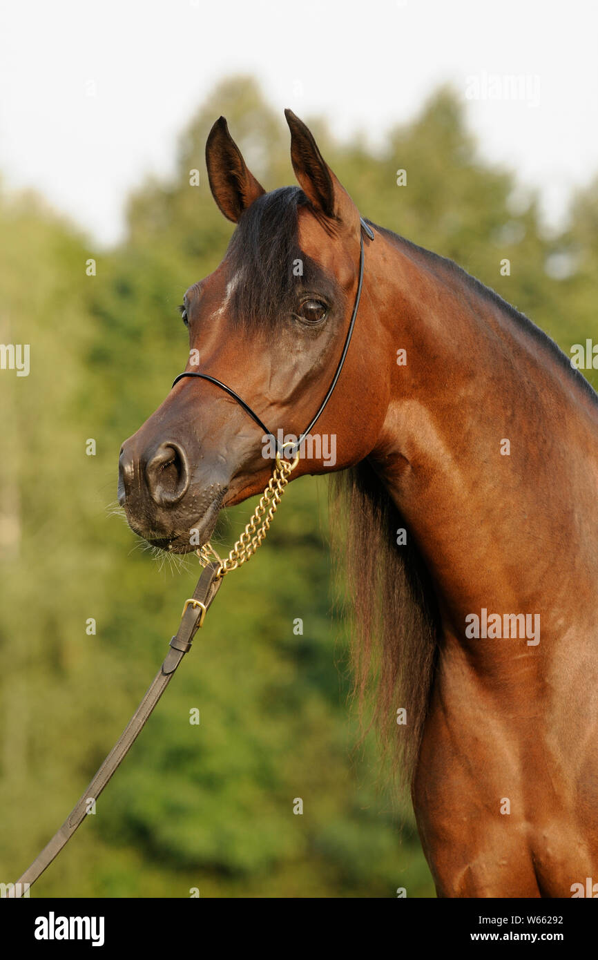 Braun Arabian Horse Stute mit Showholster Stockfoto