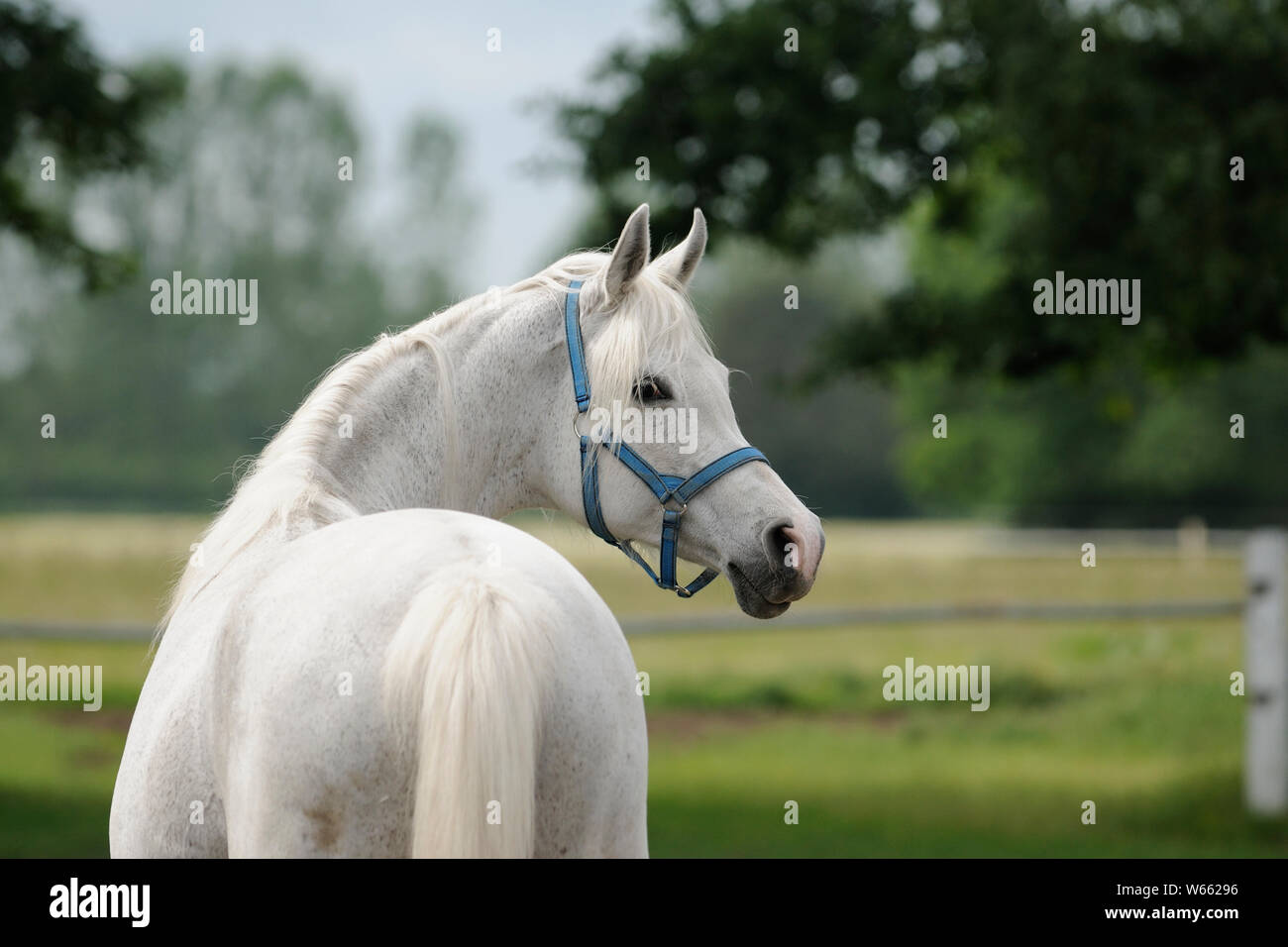White Arabian Horse Mare Stockfoto