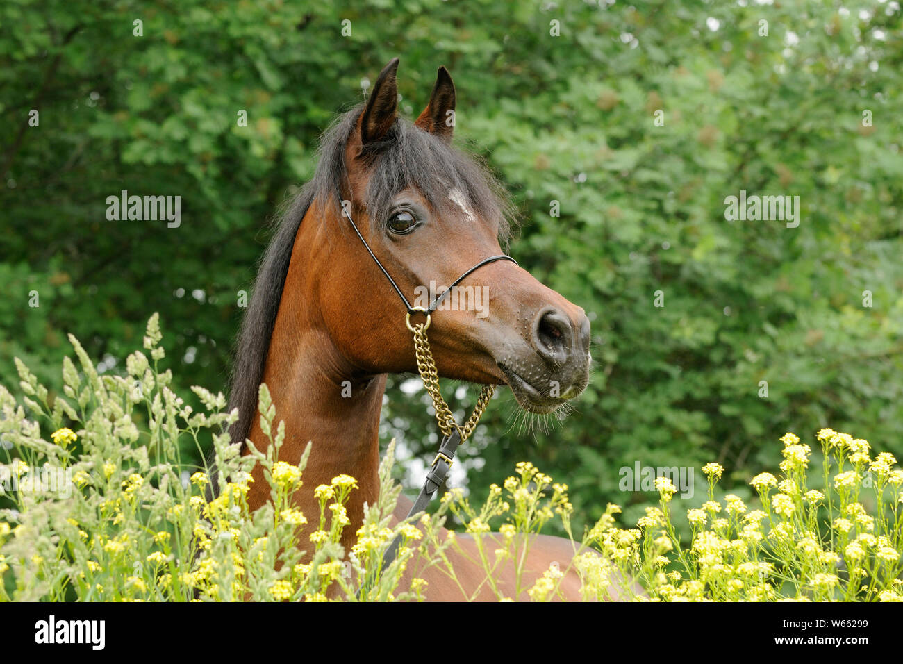 Braun Arabian Horse Mare Stockfoto