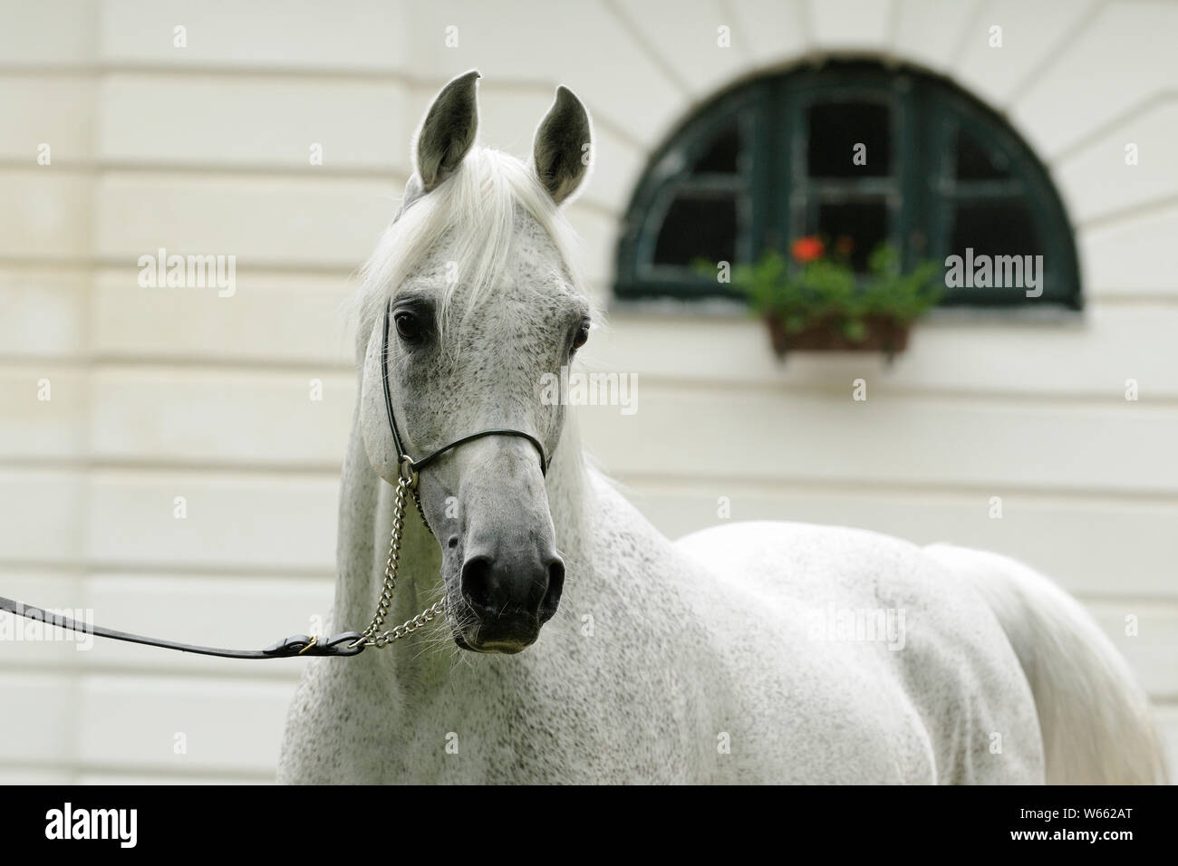 White Arabian Horse, Hengst mit showholster Stockfoto