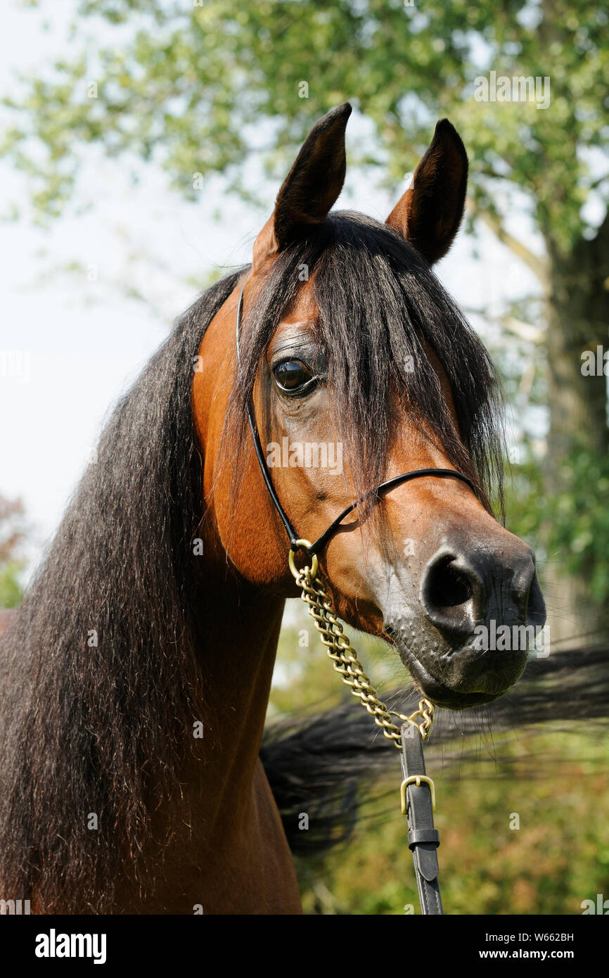 Braun Arabian Horse Mare Stockfoto