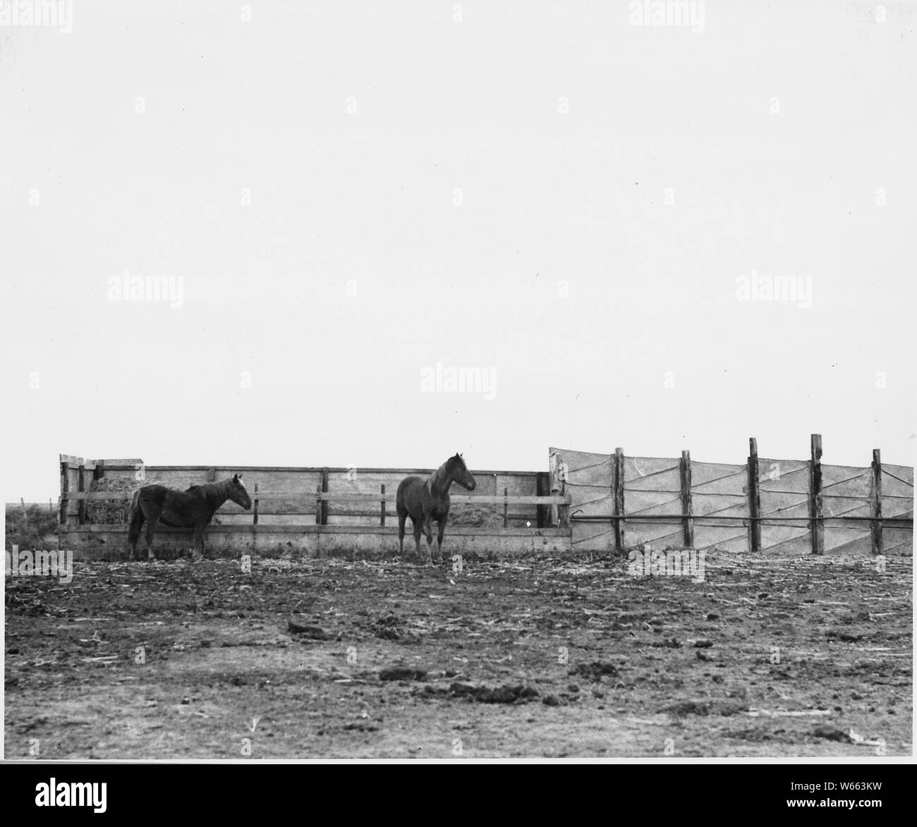 Haskell County, Kansas. Dieses Bild zeigt die Pferde hinter einem Windschutz. Pferde sind nicht üblich. . .; Umfang und Inhalt: Die Bildunterschrift lautet wie folgt: Haskell County, Kansas. Dieses Bild zeigt die Pferde hinter einem Windschutz. Pferde sind nicht in der Grafschaft, da praktisch die komplette Mechanisierung seit Anfang der 20er Jahre bestanden hat. Auch die Entfernungen zu groß sind Reisen zu Pferd bequem oder practiCalifornia zu machen. Stockfoto