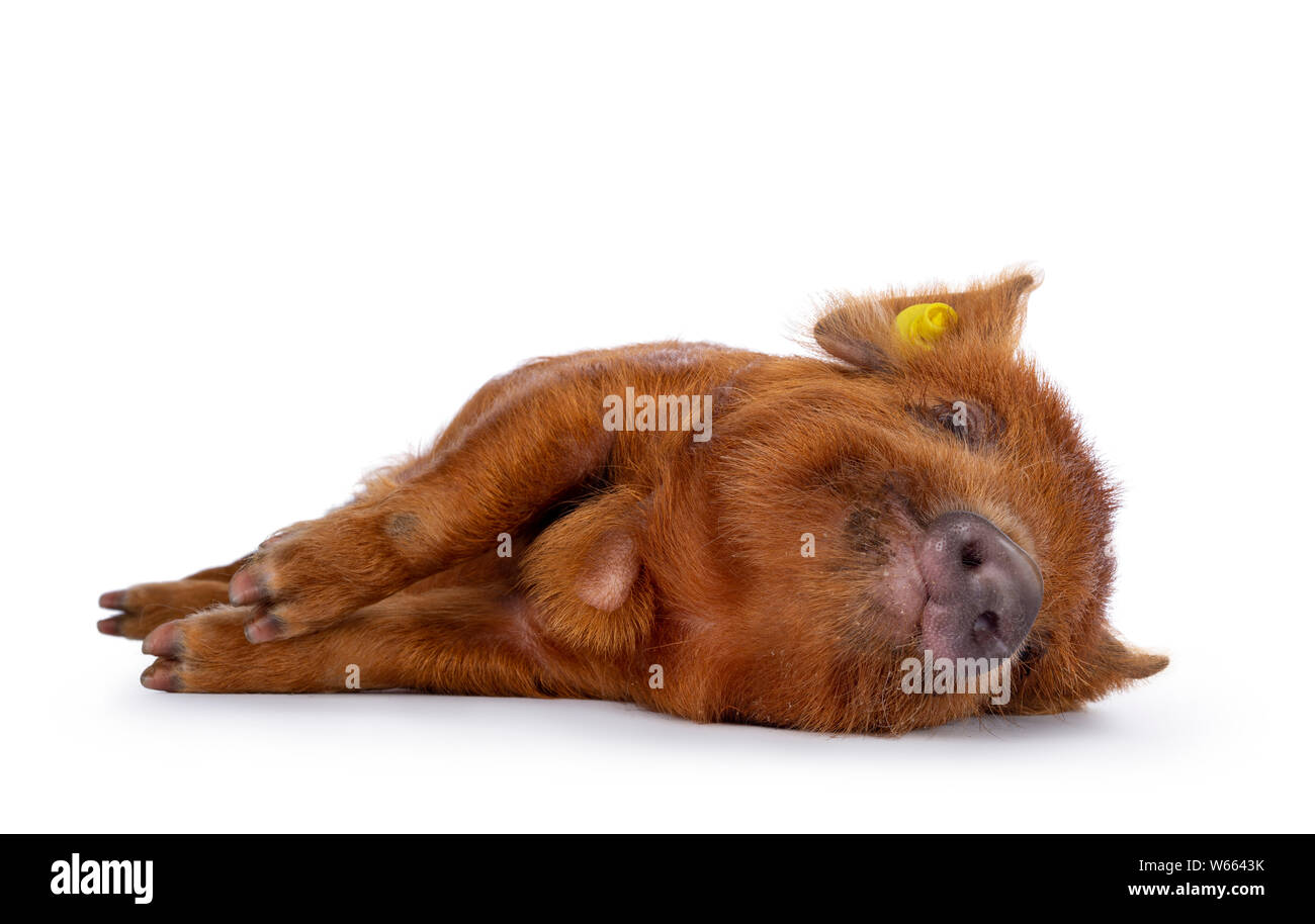 Ingwer Kunekune Ferkel zur Seite weisen/schlafen. Auf Kamera mit frechen Augen. Auf weissem Hintergrund. Stockfoto