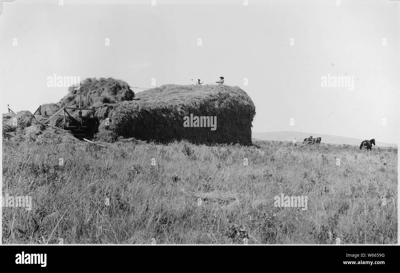 Henry Blackhawk, eine neue Kuh - Mann, sucht nach einem harten Winter; Umfang und Inhalt: Datensätze der Verlängerung und Credit Office, dessen Zweck war, die mit der Reservierung in der Landwirtschaft und im privaten Nebenstelle Agenten zu arbeiten, um zu helfen, die Inder selbst und den Lebensstandard anzuheben. Nach 1934, Kredit Agenten arbeitete mit Männern aus der Organisation in establisheing tribal Unternehmen, für staatliche Darlehen für Projekte förderfähig waren. Stockfoto