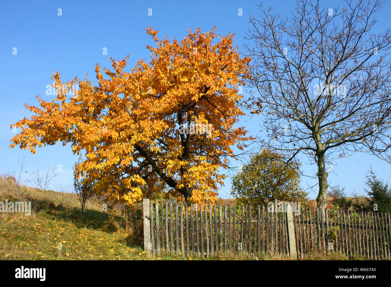 Herbst Baum in Landschaft Garten. Polnische Landschaft Stockfoto