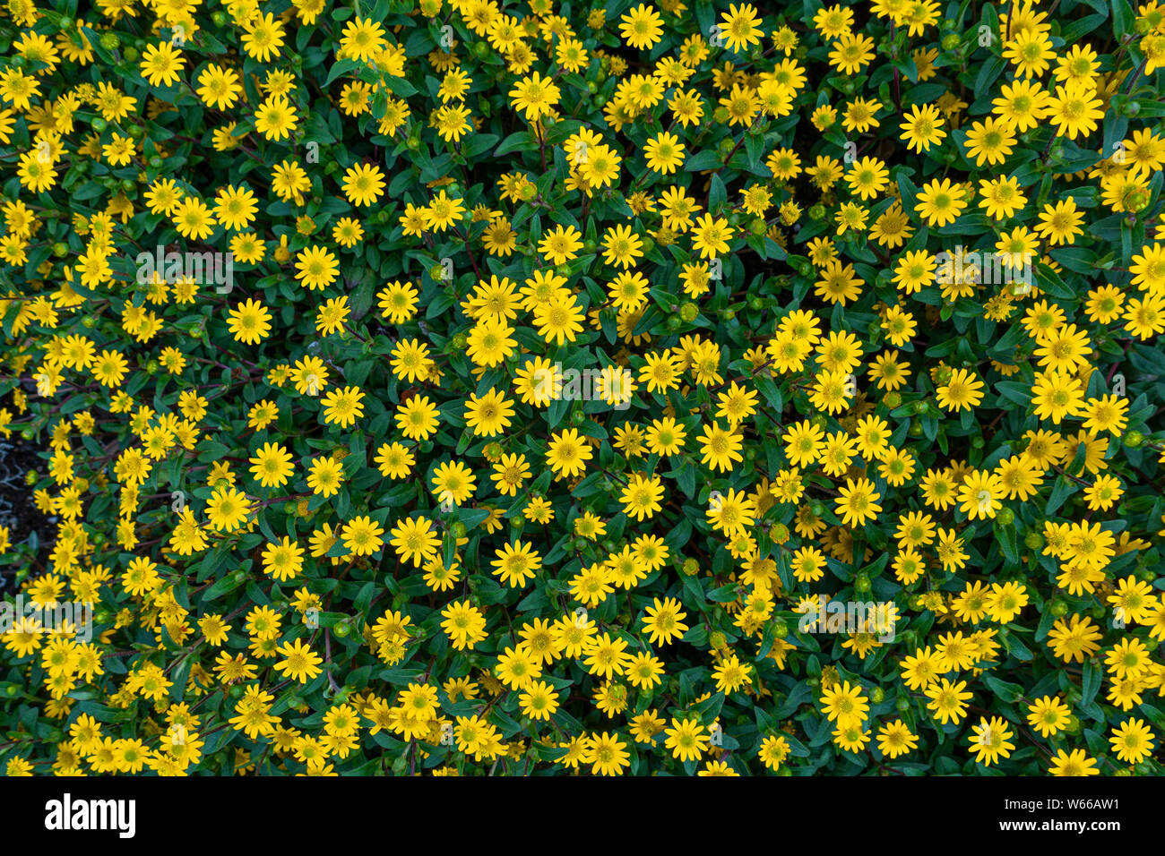 Blumenbeet mit vielen gelben Blüten von oben Stockfoto