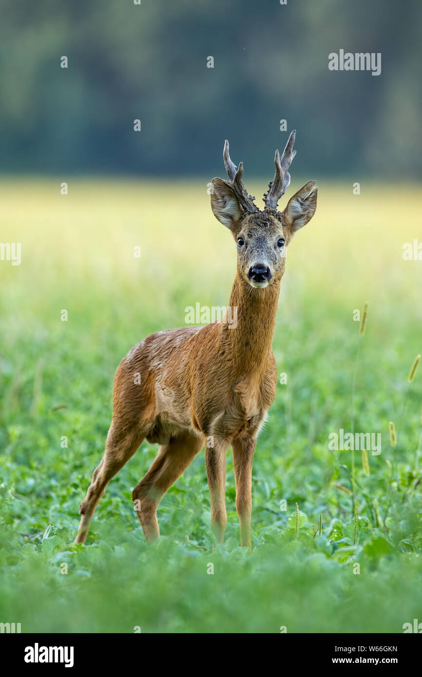 Starker Reh-Bock mit großem Geweih, das im Sommer auf dem grünen Feld mit der Kamera zugewandt ist Stockfoto