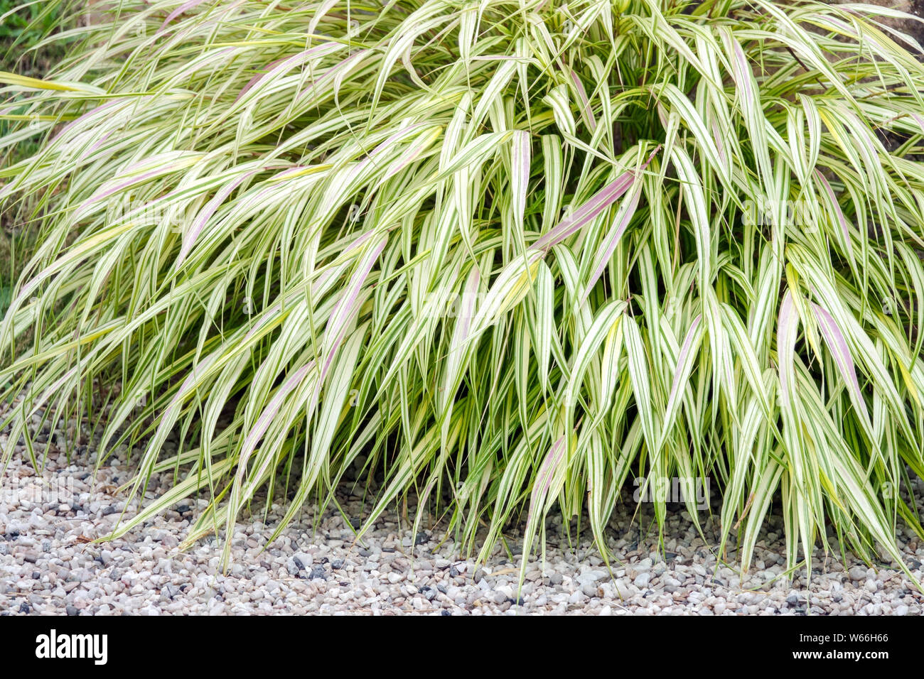 Hakonechloa macra 'Aureola', Japanisch Wald Gras Stockfoto