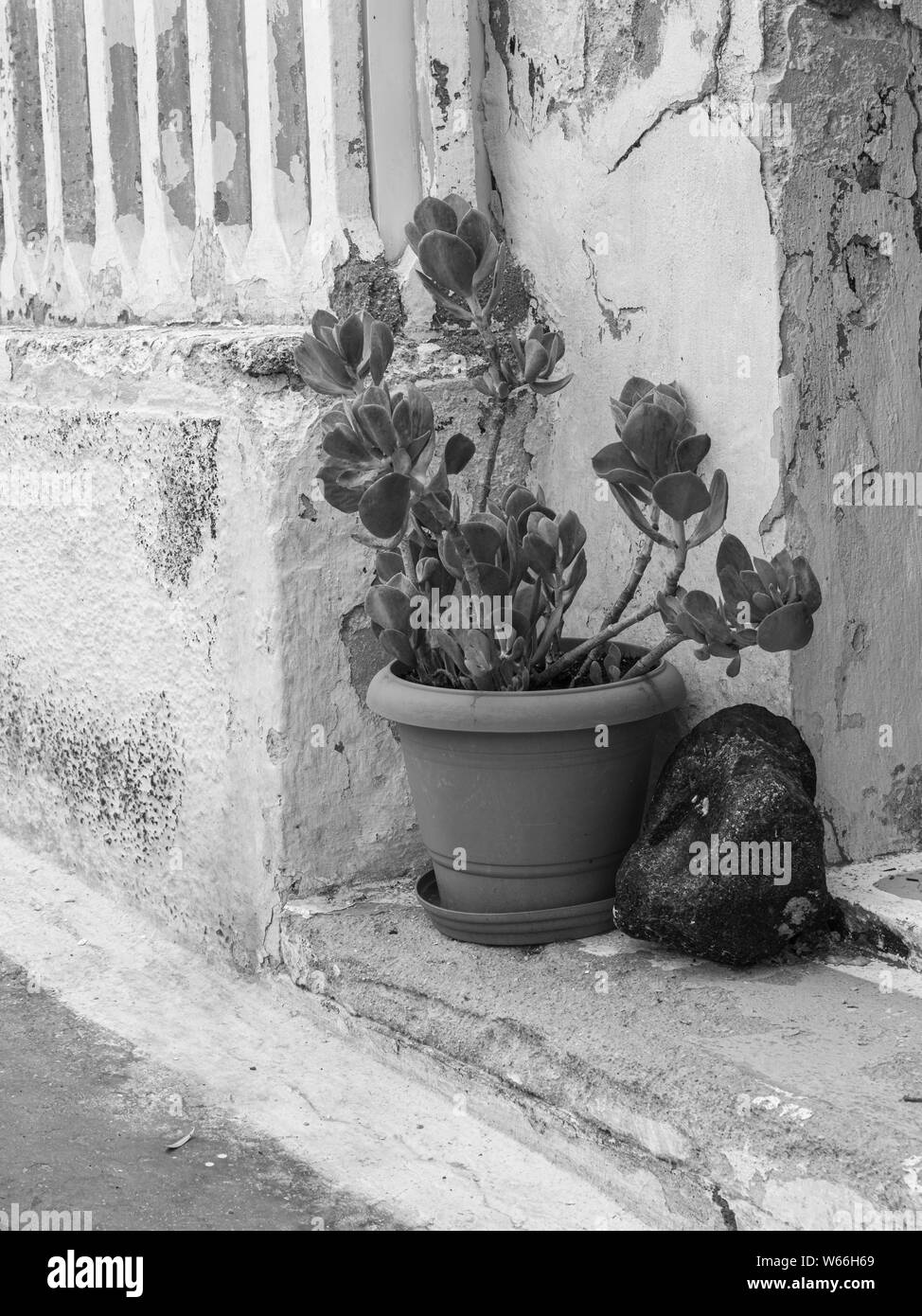 Detail einer Pflanze und Topf in einem Türrahmen in Mesaria, Santorini, Griechenland Stockfoto