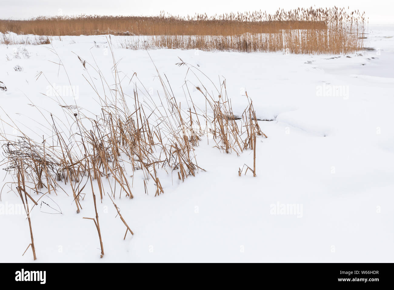 Winterlandschaft mit trockenen Küstengebieten Reed im weißen Schnee, natürliche Hintergrund Foto Stockfoto